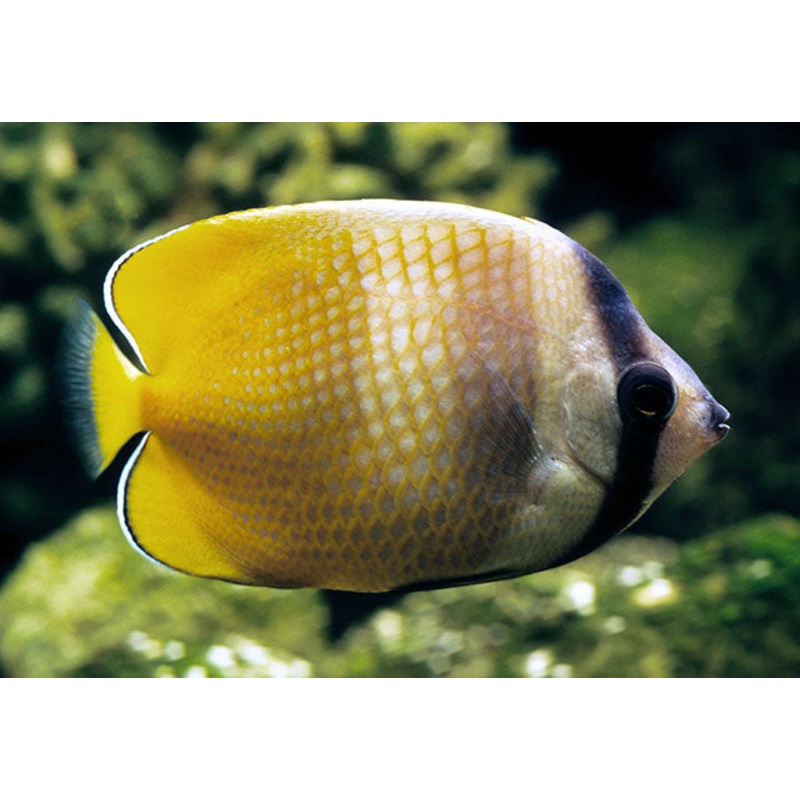 Sunburst butterflyfish - Chaetodon klenii