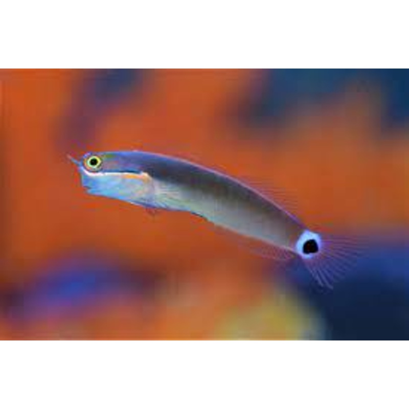 Tailspot Blenny - Ecsenius stimatura