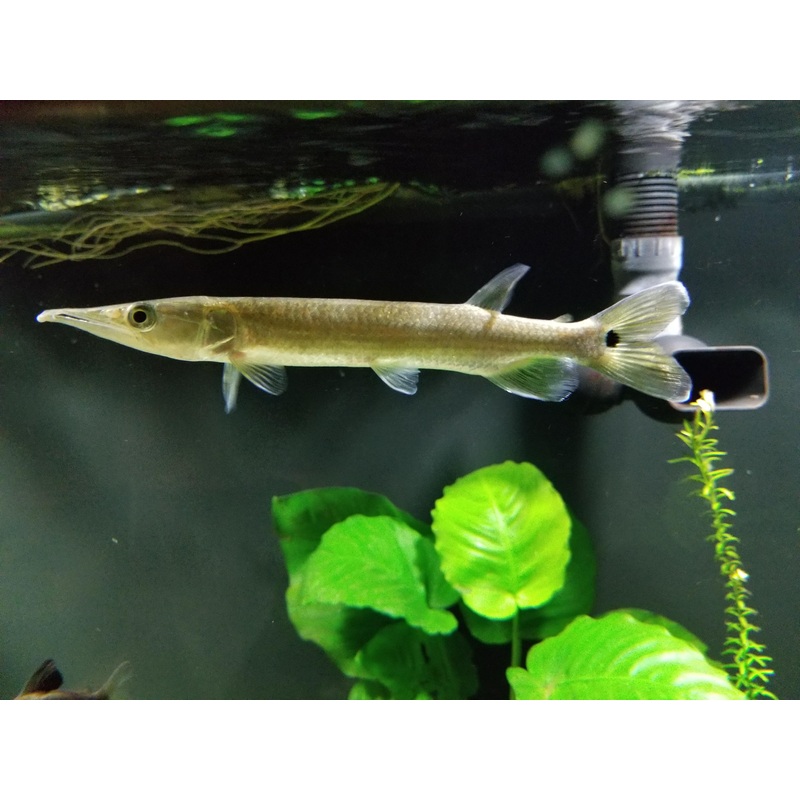 Tailspot Gar