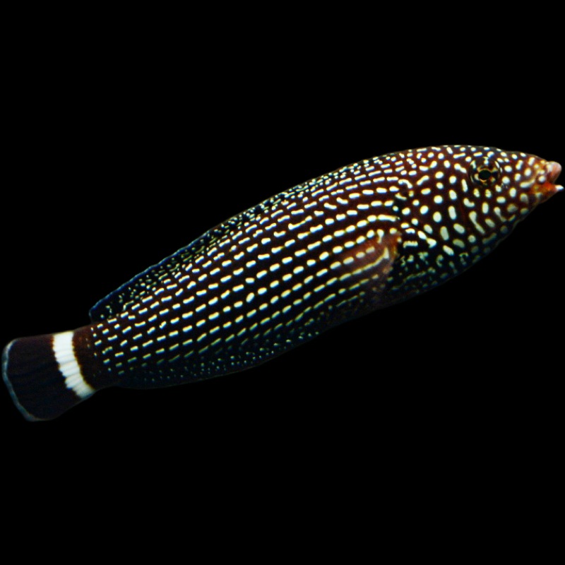 Tamarin Spotted Wrasse (ANAMPSES LINEATUS)