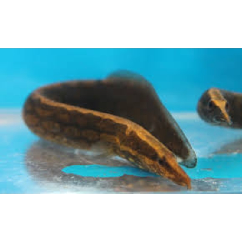 Tiretrack Spiny Eel