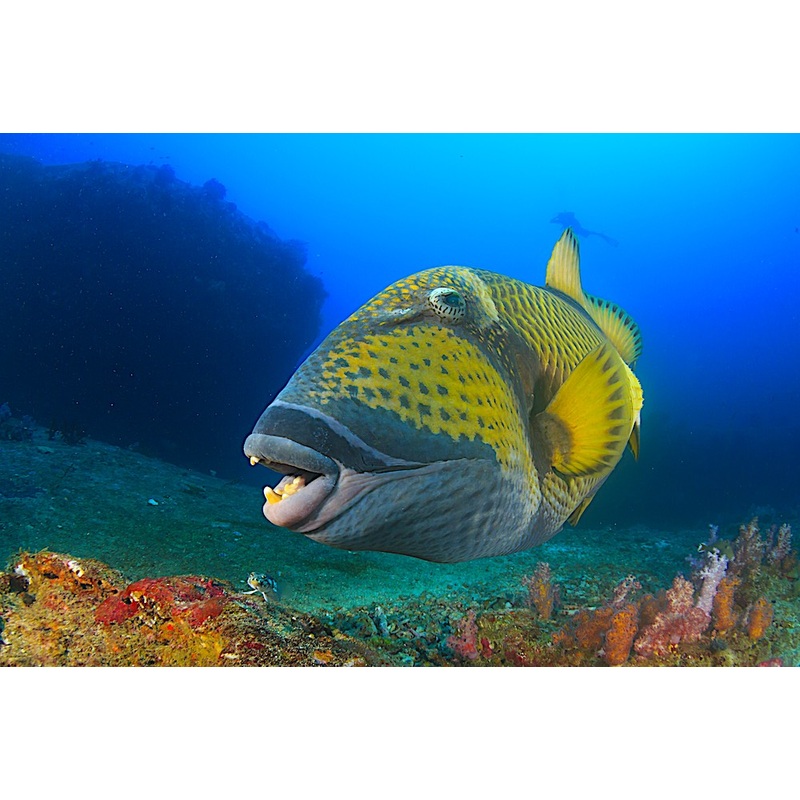 Titan Triggerfish (Large)