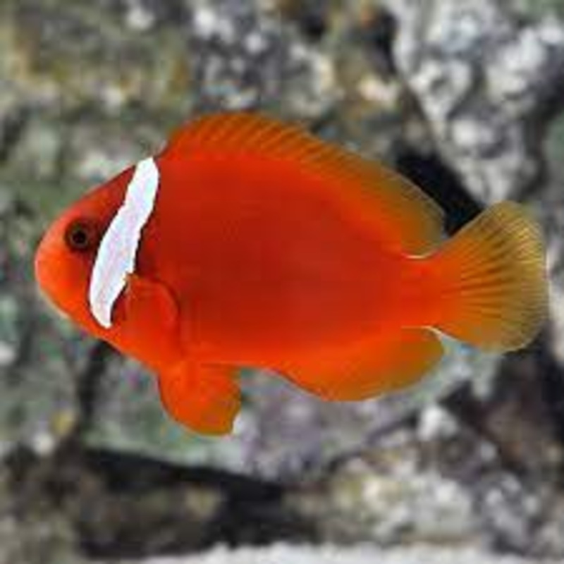 Tomato Clownfish (Amphiprion frenatus)