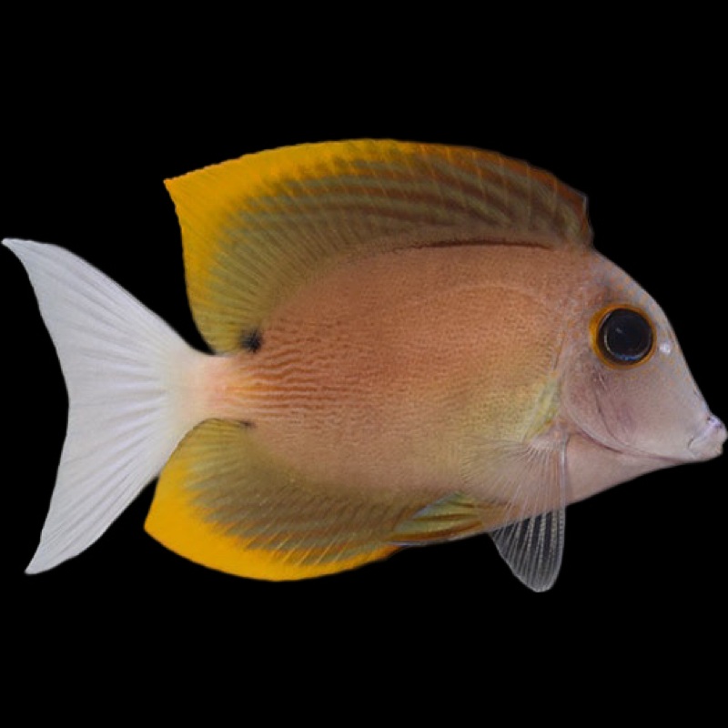 Tomini Tang - Ctenochaetus tominiensis