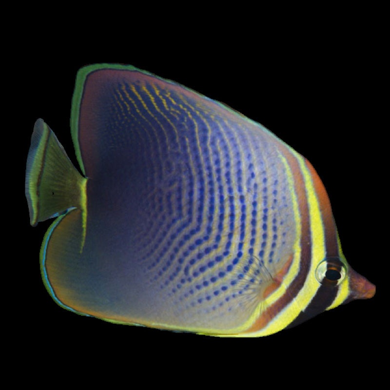 Triangular Butterflyfish (Chaetodon triangulum)
