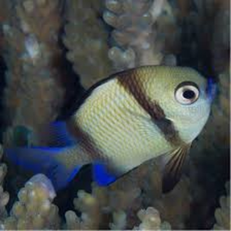 Two Stripe Damselfish (Dascyllus reticulatus)