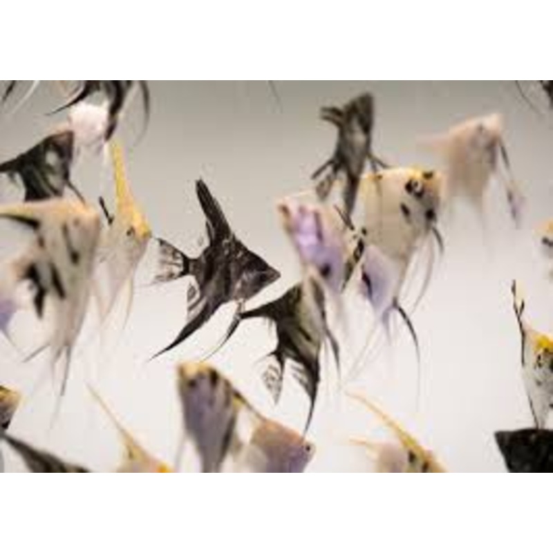 Vailtail Angelfish (Assorted)