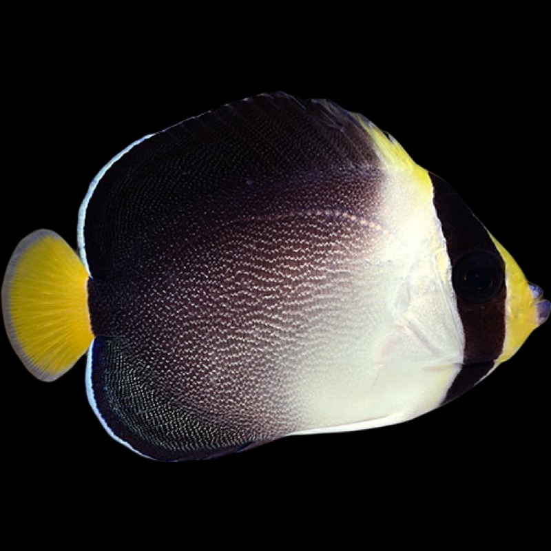 Vermiculated "Sinapore" Angelfish - Chaetodontoplus mesoleucos