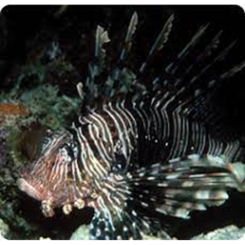 Volitan Lionfish - Black (PTEROIS VOLITANS)