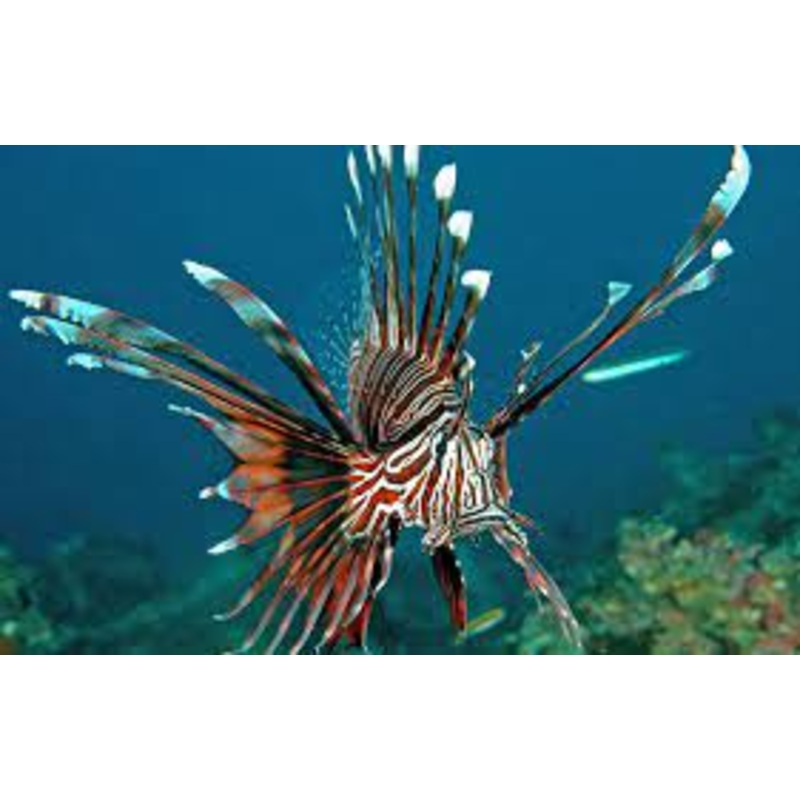 Volitan Lionfish - Brown (PTEROIS VOLITANS)