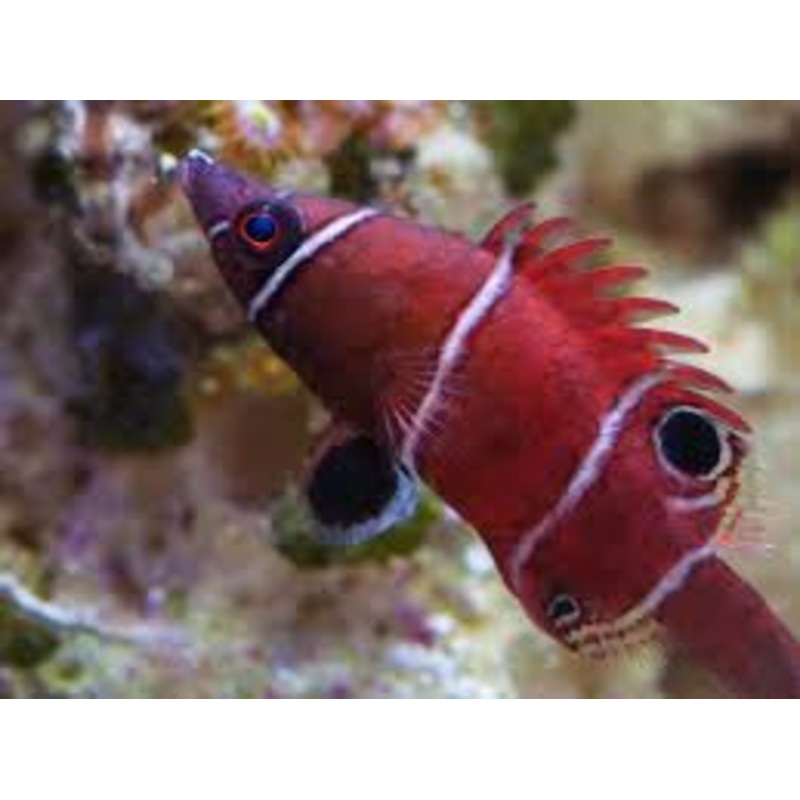 White Banded Possum Wrasse - Wetmorella albofasciata