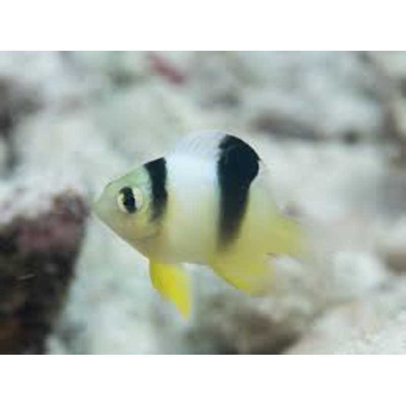 White Damsel (Dischistodus perspicillatus)
