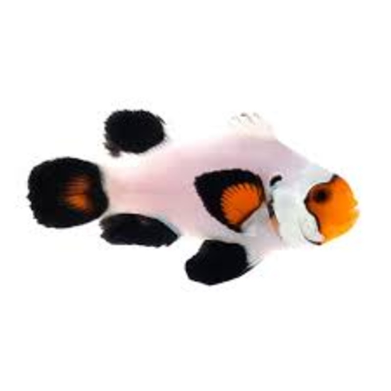 Wyoming White Ocellaris Clownfish