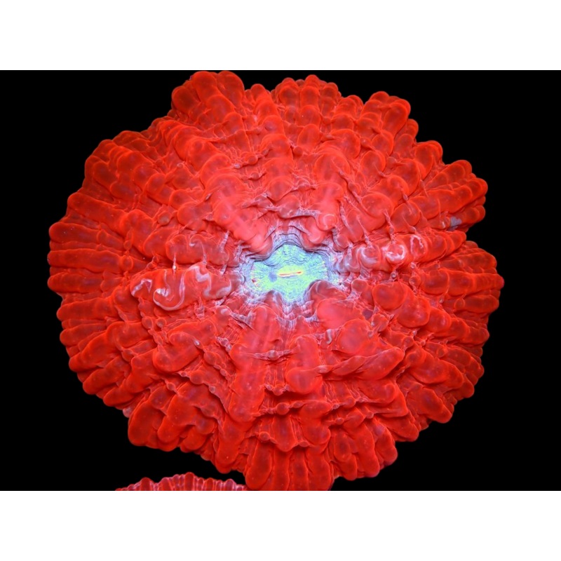 WYSIWYG CYNARIAS Coral 6