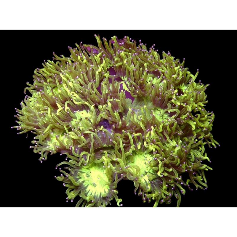 WYSIWYG Elegance Coral - 2063