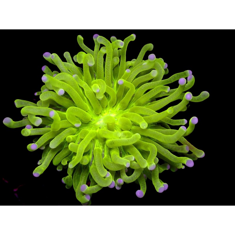 WYSIWYG Joker HelioFungia Plate Coral - 2491