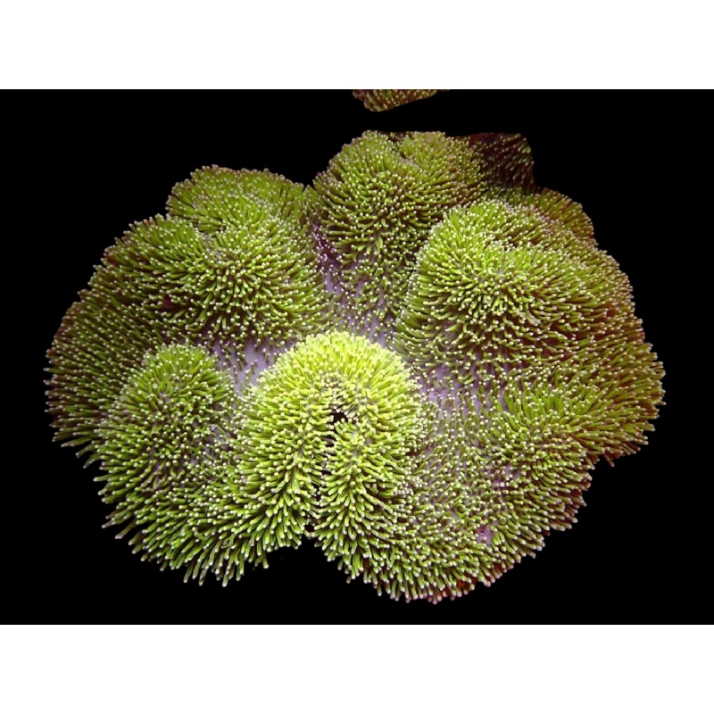 WYSIWYG Leather Coral - 2621