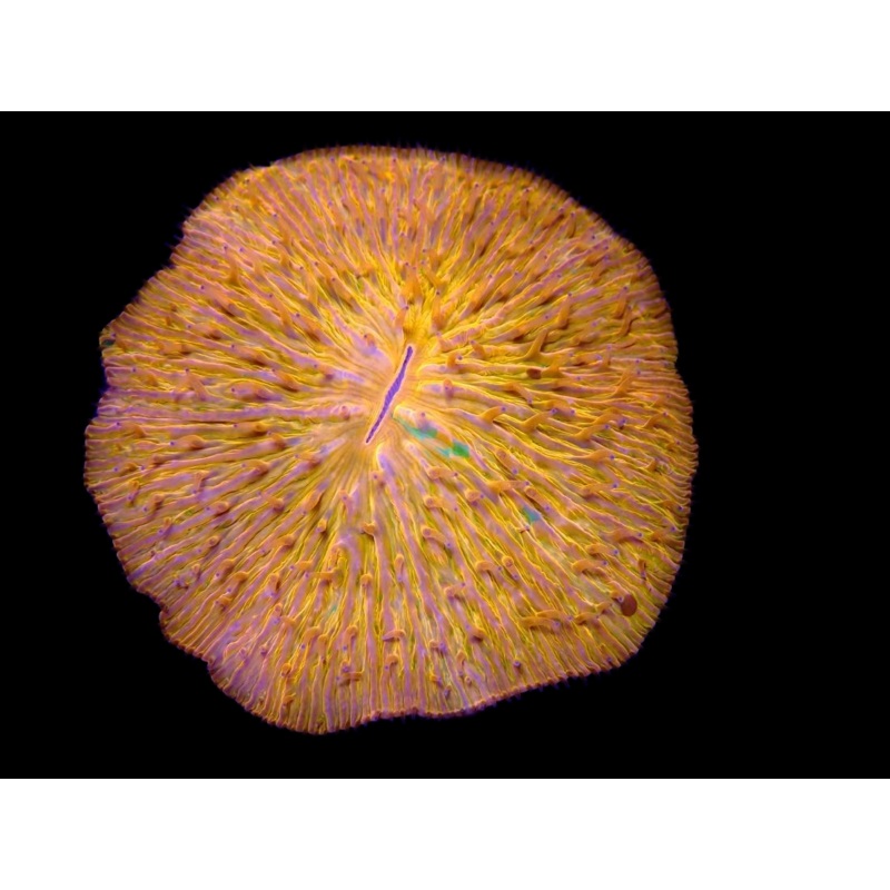 WYSIWYG Neon Orange Plate Coral