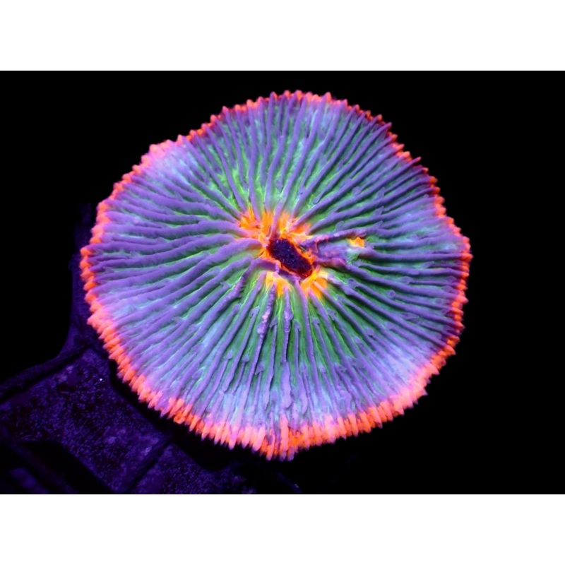 WYSIWYG Outer Banks Fungia - 2340