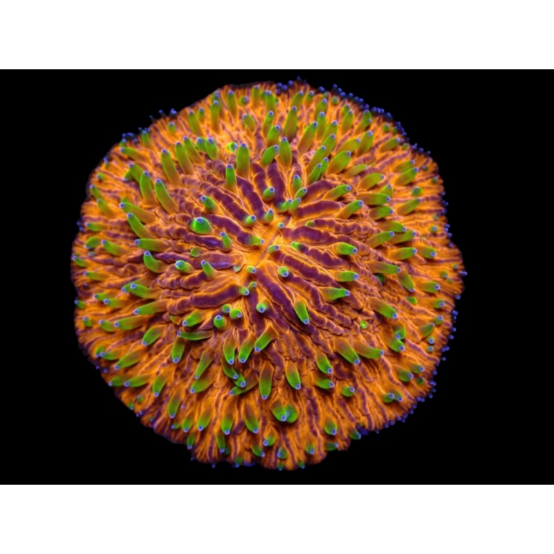 WYSIWYG Rainbow Plate Coral - 2358