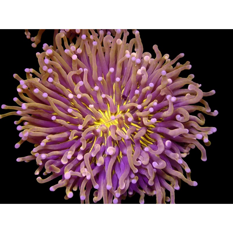 WYSIWYG Solar Flare HelioFungia Plate Coral - 2505