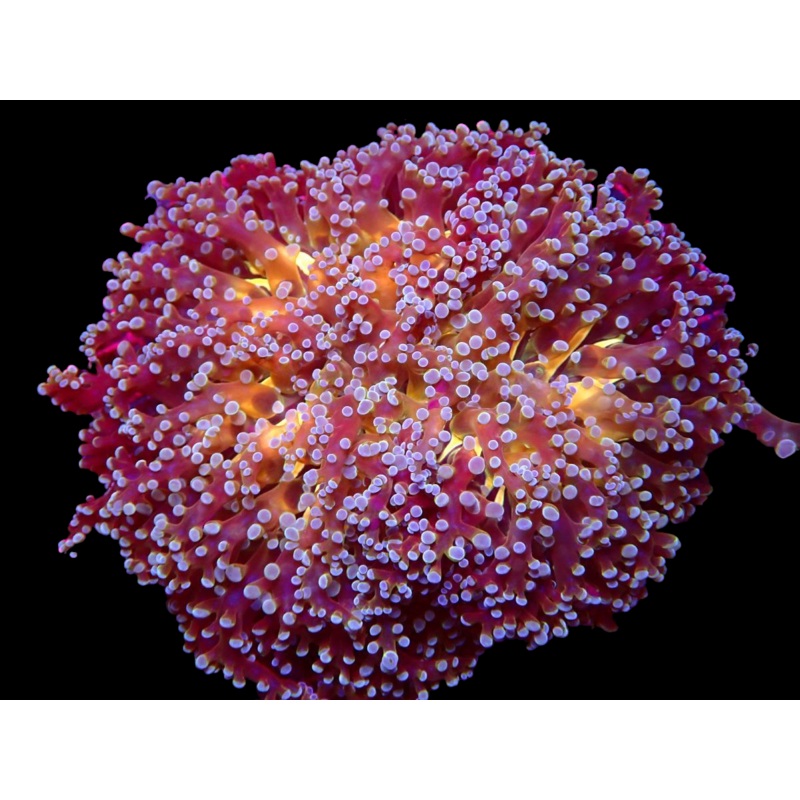 WYSIWYG Sunset Frog Spawn Colony - 320