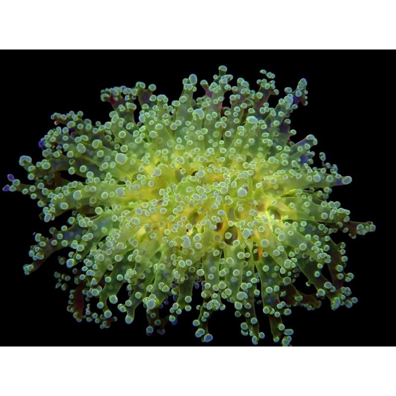 WYSIWYG Toxic Frog Spawn Colony - 300