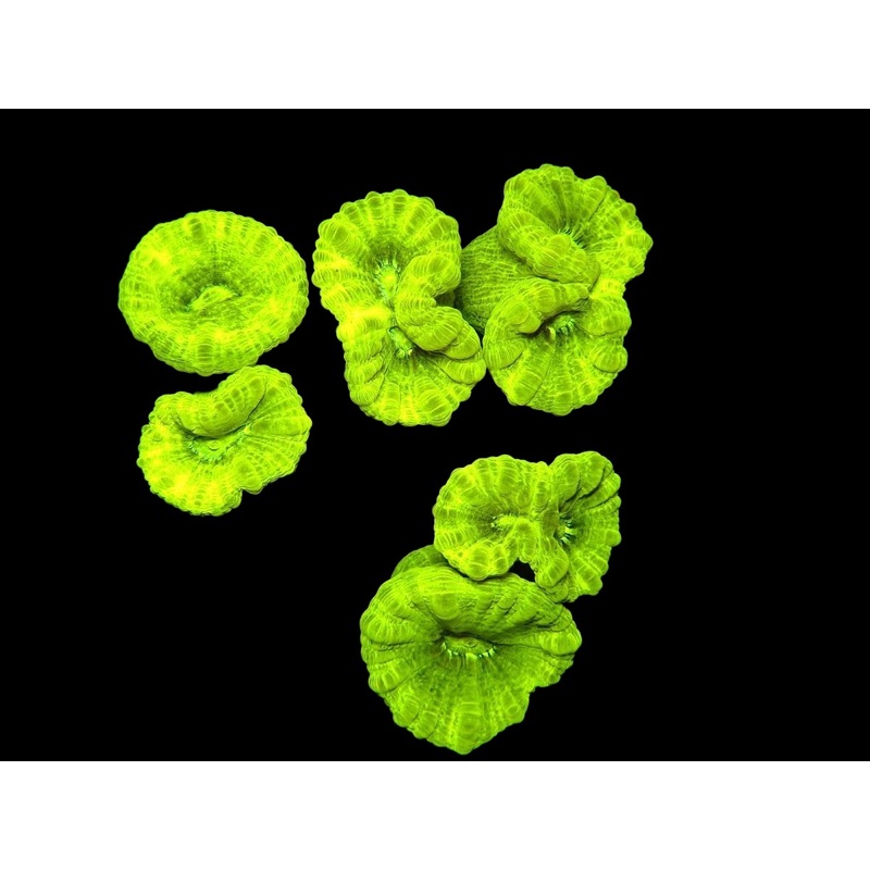 WYSIWYG Trumpet Coral - 081