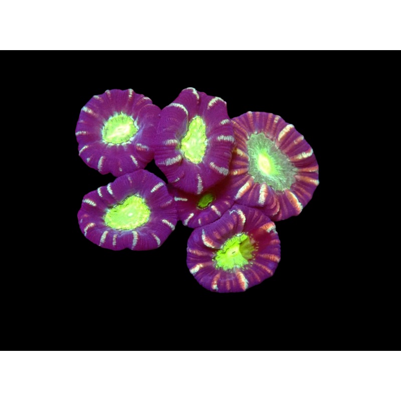 WYSIWYG Trumpet Coral - 086
