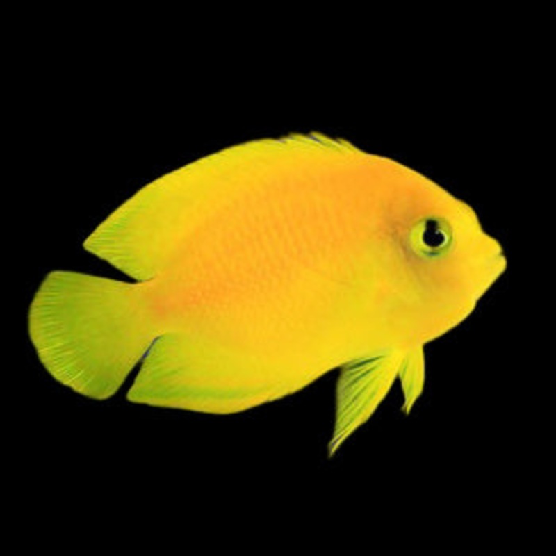 Yellow Angelfish - (Centropyge heraldi)