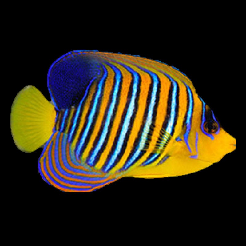 Yellow Belly Regal Angelfish (PYGOPLITES DIACANTHUS)