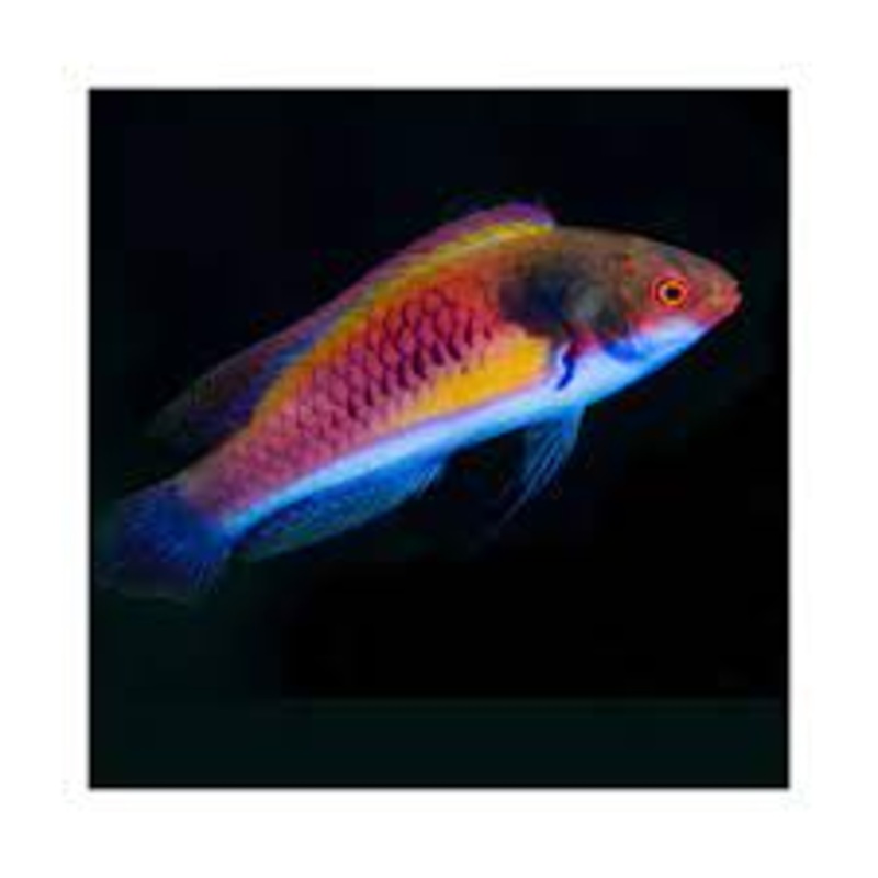 Yellow-Flanked Fairy Wrasse (Cirrhilabrus Ryukyuensis)