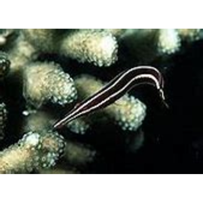 Yellow Stripe Clingfish (Diademichthys lineatus)