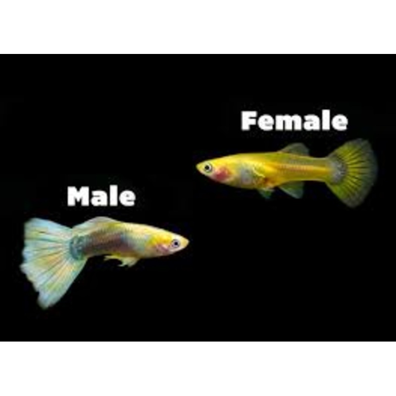 Yellow Tuxedo Guppy Female