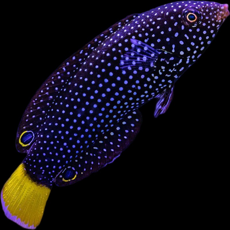 Yellowtail Tamarin Wrasse - Affrica - ANAMPSES MELEAGRIDES