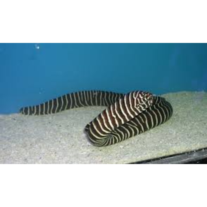 Zebra Moray Eel (GYMNOMURAENA ZEBRA)