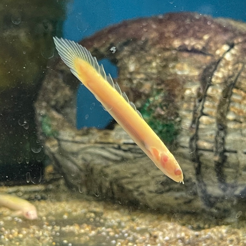 Albino Senegal Bichir