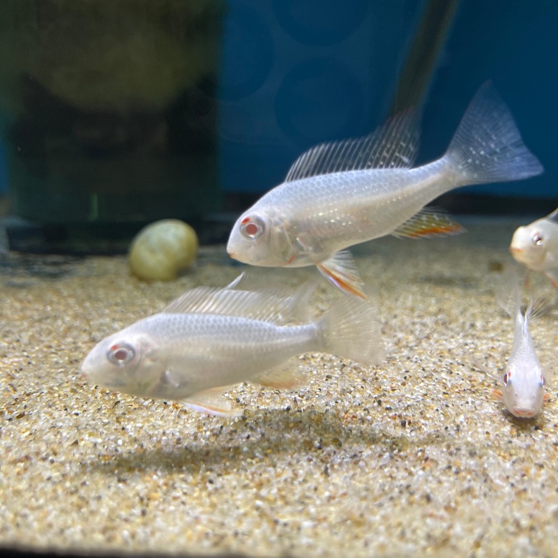 Albino Threadfin Acara  Acarichthys Heckelli Luo Han