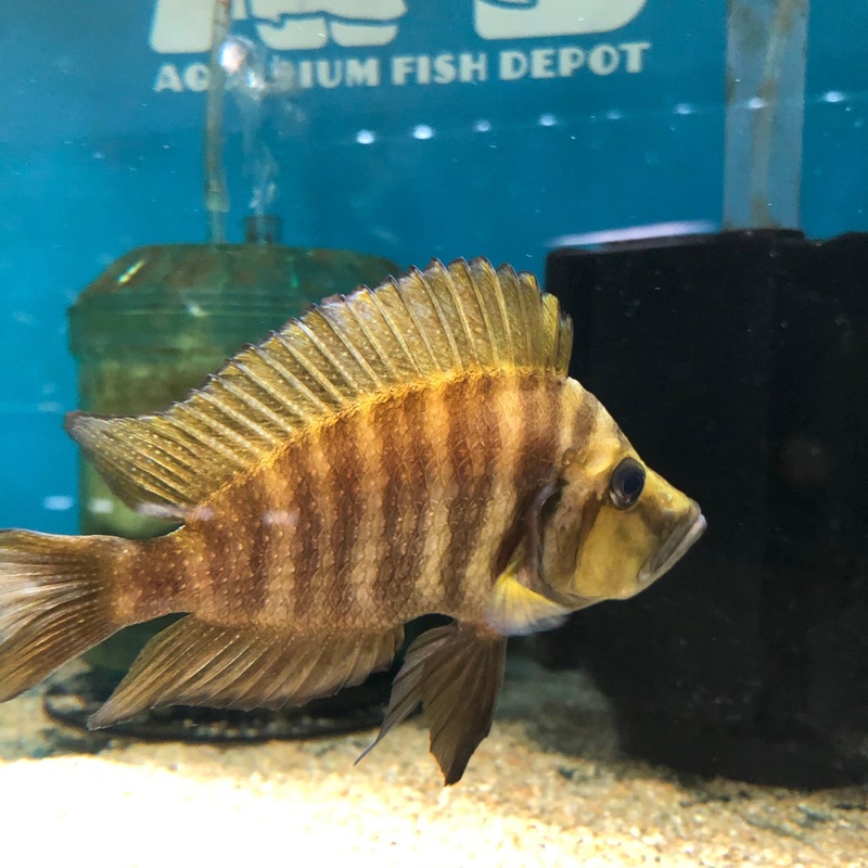 Alto Compressiceps Chaitika OrangeWild