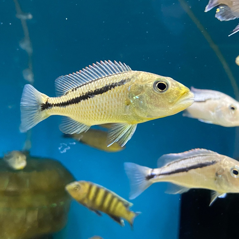Aristochromis Christyi