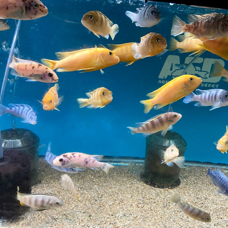 Assorted Large Mbuna