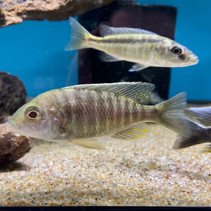 Aulonocara Kandeensis Female