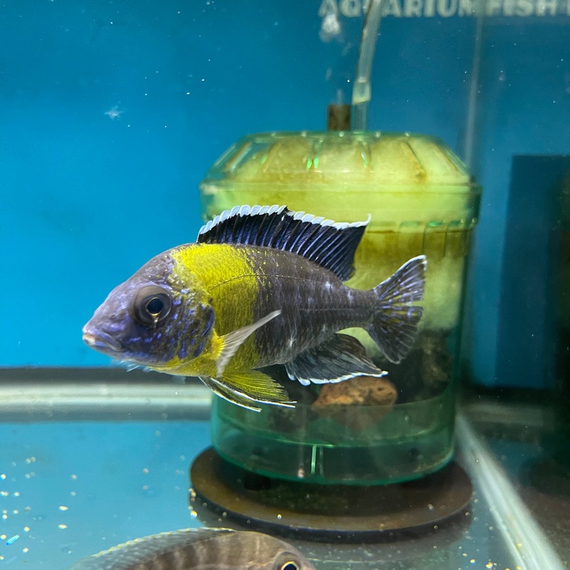 Aulonocara Maulana Bicolor Lg Male