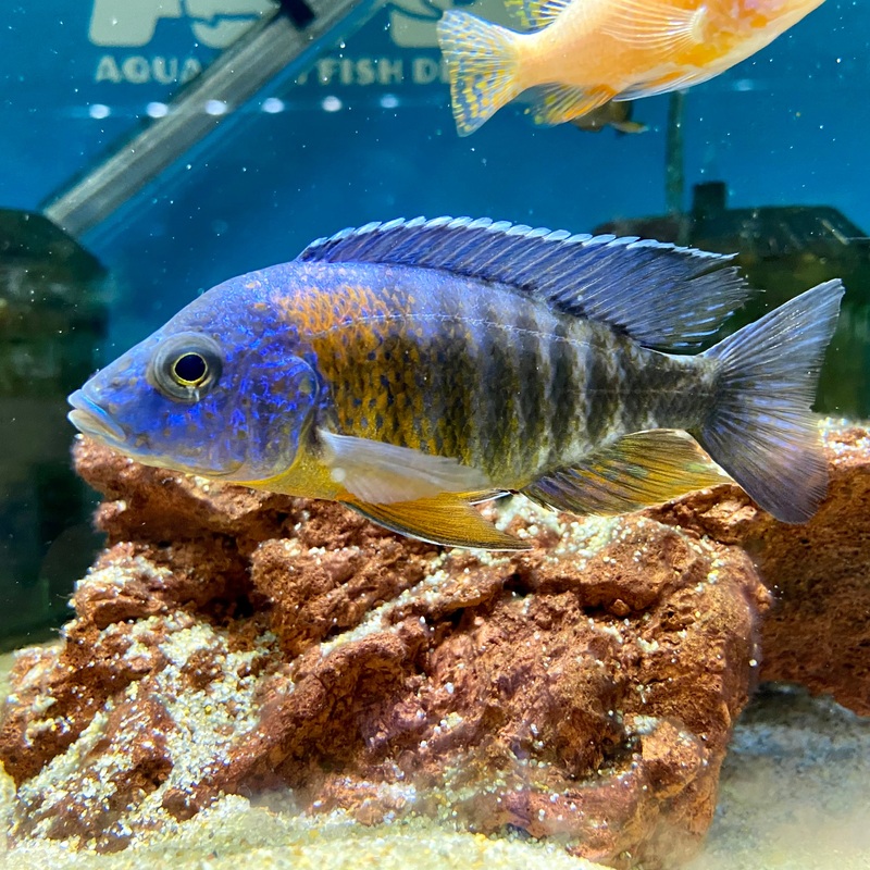 Aulonocara Saulosi Greenface Male