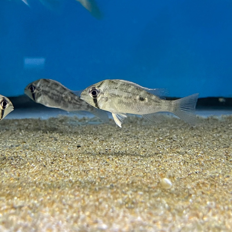Biotodoma Wavrini3