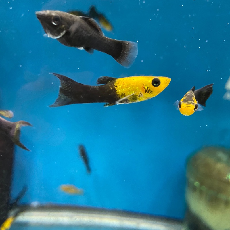Black and Orange Molly