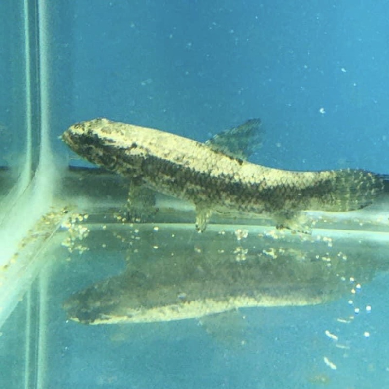 Black Wolf Fish (Hoplias Macrophthalmus) 6-7"