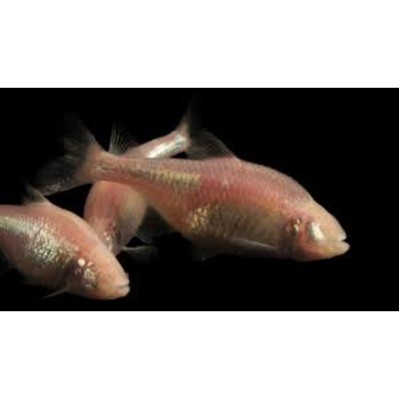 Blind Cave Tetra