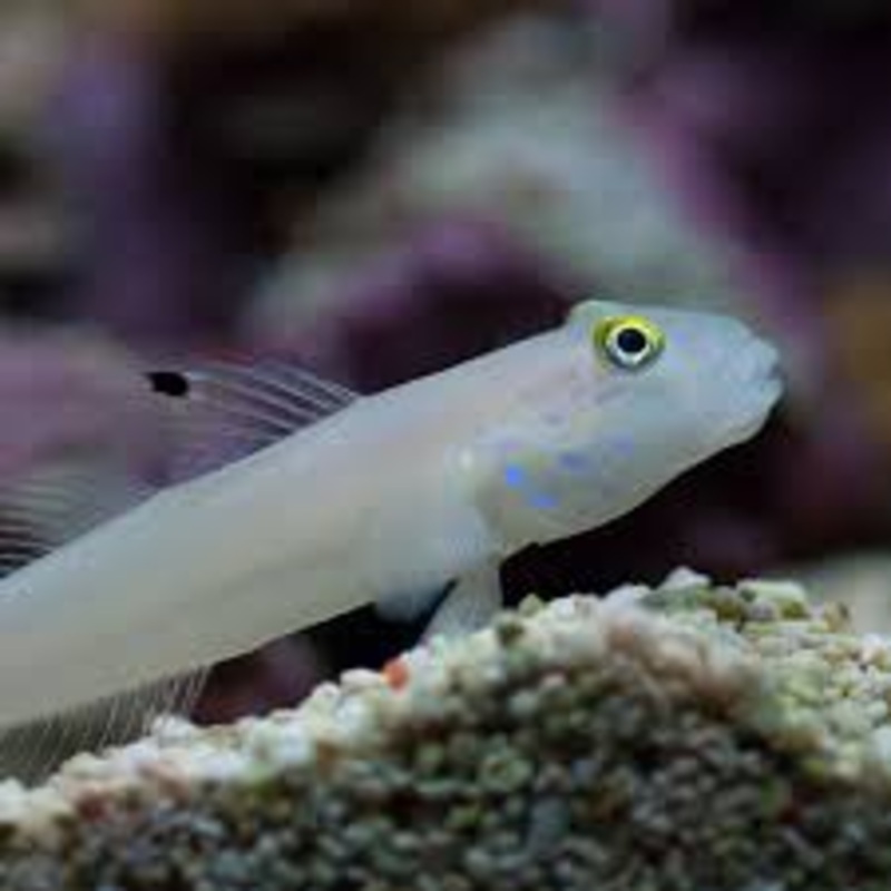 Blue Dot Sleeper Goby - Valenciennea sexguttata