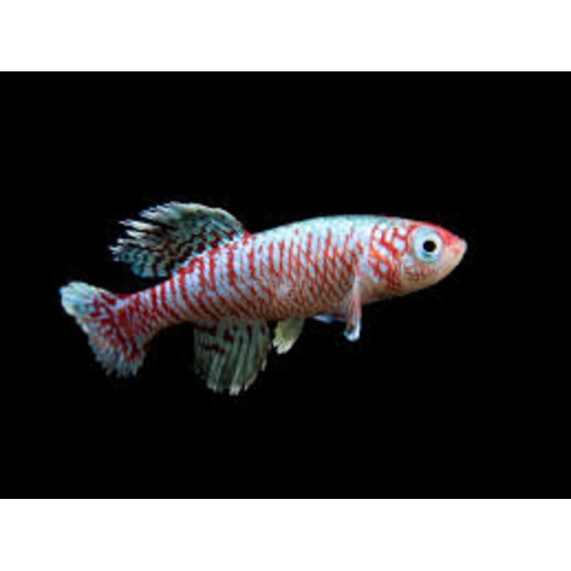 Blue Egger's Killifish (Nothobranchius eggersi)